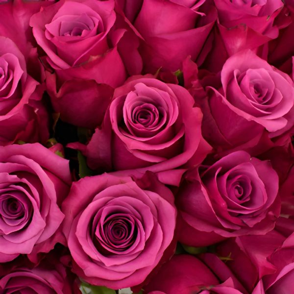 Shogun Purpleberry Rose Sale
