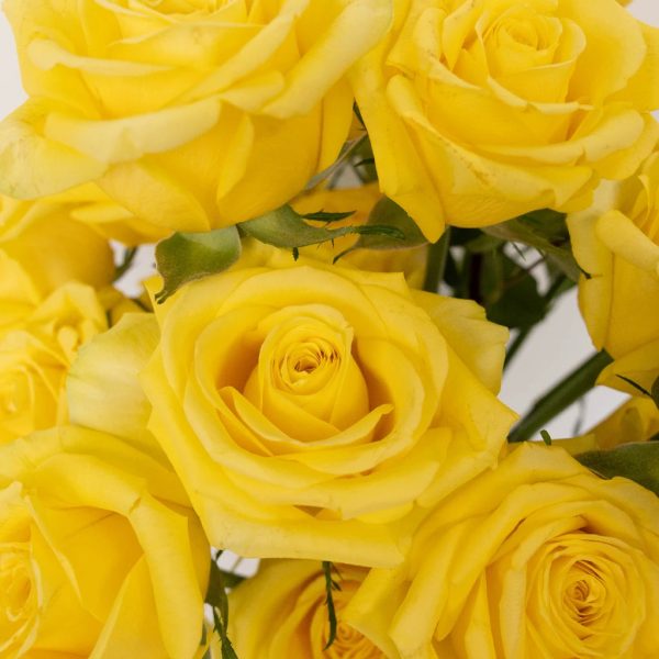 Bright Sun Yellow Fresh Cut Roses on Sale