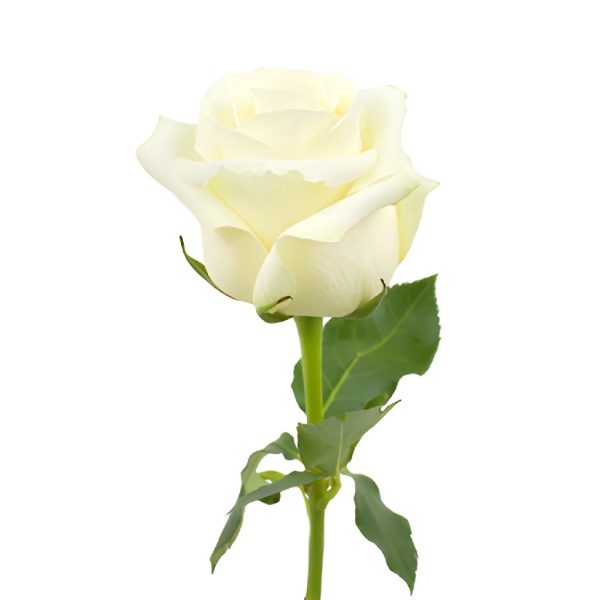 Sublime Champagne Rose For Discount - Image 3