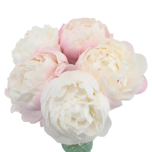 Gardenia Peonies for April Delivery Discount - Image 4