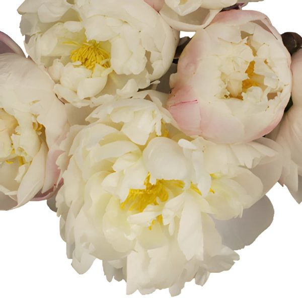 Gardenia Blush Peonies for October Delivery Online Hot Sale - Image 3