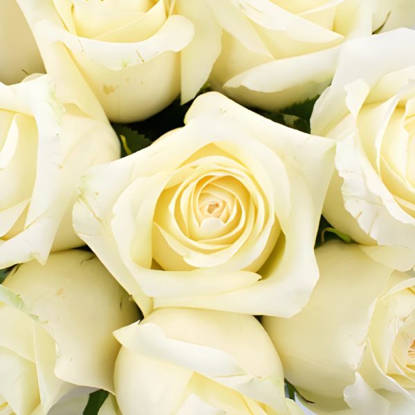 Sublime Champagne Rose For Discount