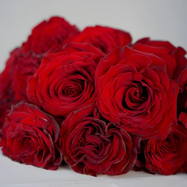 Red Heart Garden Rose Online now - Image 5