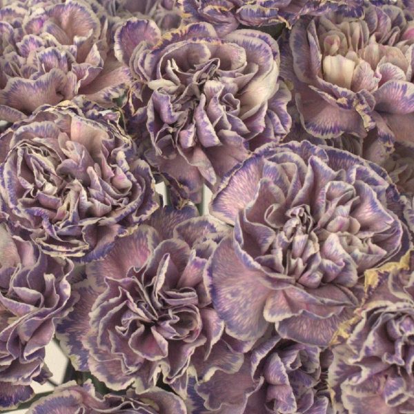 Wild Pink Bulk Wholesale Carnation Flowers Sale