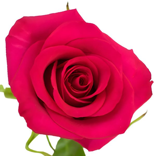 Hot Paris Fresh Cut Rose Hot on Sale - Image 4