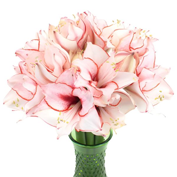 Red Blush Amaryllis Flowers For Sale - Image 2