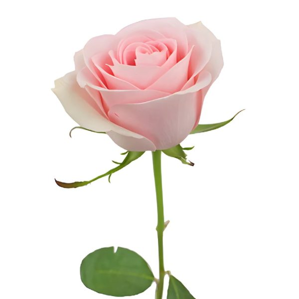 Luciana Light Pink Rose Online - Image 3