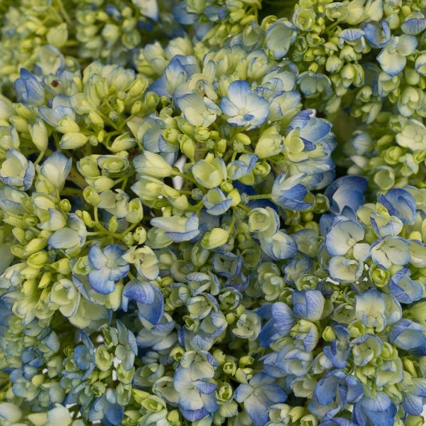 Bicolor Ivory with Hint of Blue Hydrangea Flower Hot on Sale