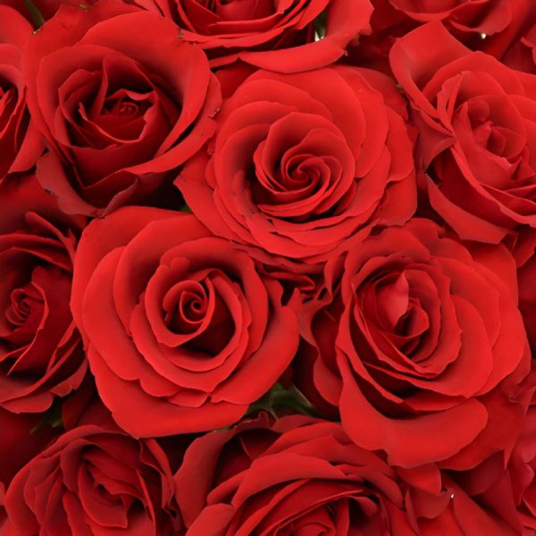Plush Red Sweetheart Roses Online