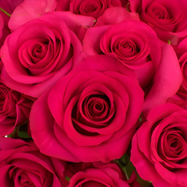 Hot Paris Fresh Cut Rose Hot on Sale