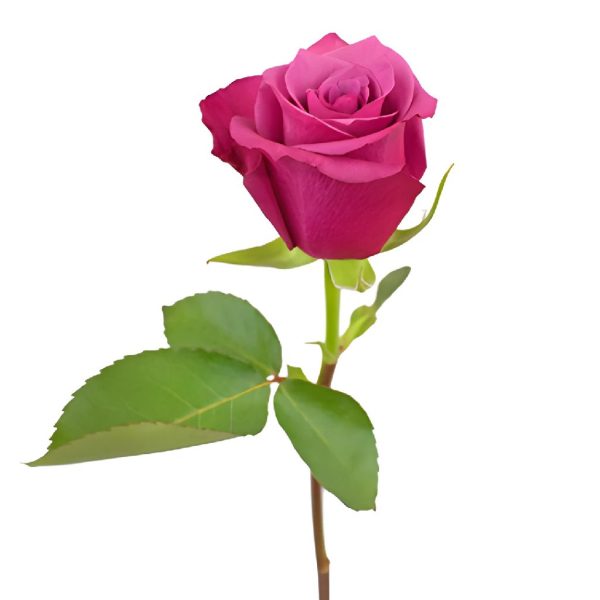 Shogun Purpleberry Rose Sale - Image 3
