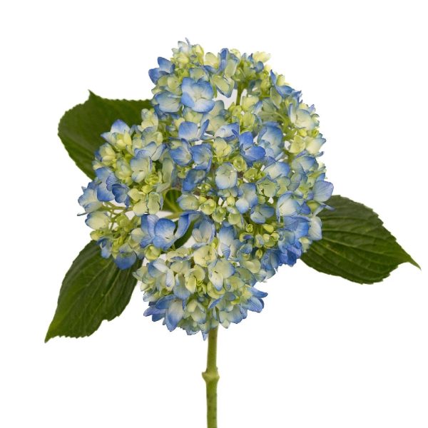 Bicolor Ivory with Hint of Blue Hydrangea Flower Hot on Sale - Image 2