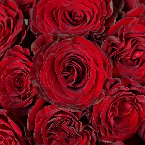 Red Heart Garden Rose Online now
