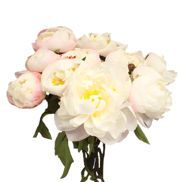 Gardenia Blush Peonies for October Delivery Online Hot Sale - Image 4