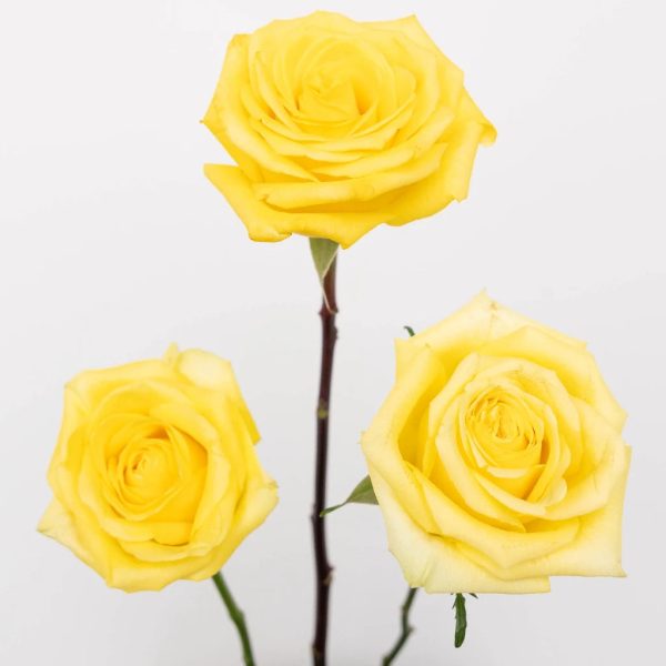 Bright Sun Yellow Fresh Cut Roses on Sale - Image 2