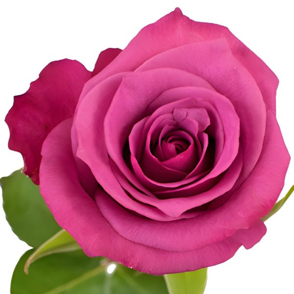 Shogun Purpleberry Rose Sale - Image 4
